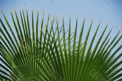 palm leaf on the beach palm leaf on the beach