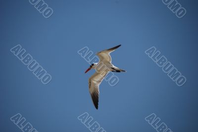 gull in flight over
