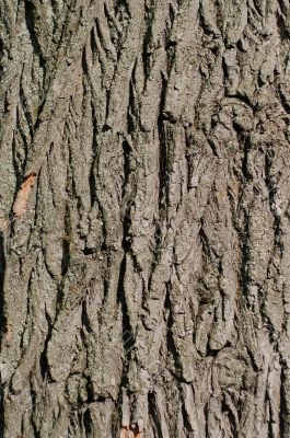 A bark of an old tree