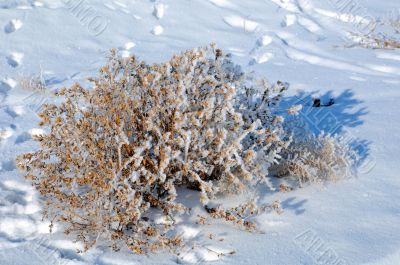 Dry Bush and Footprints On Snow
