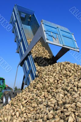 beet harvest