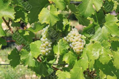 bunch of grapes bunch of grapes