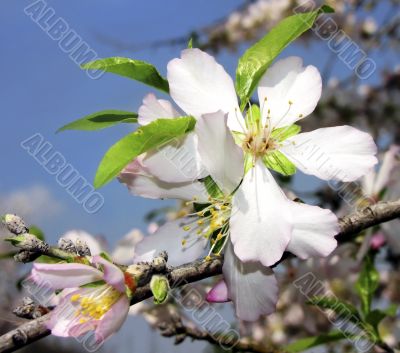 Almond Blossom