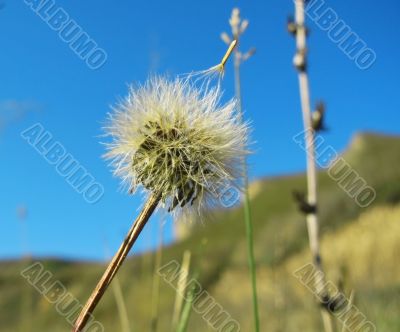 Meadow plant on the caucasus summer field Meadow plant on the caucasus summer field