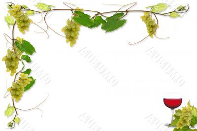 vines and grapes