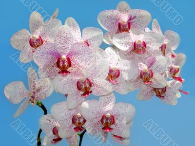 branch of purple and white orchid