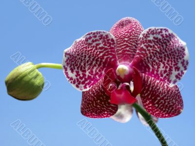 purple and white orchid