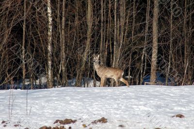 Roe deer