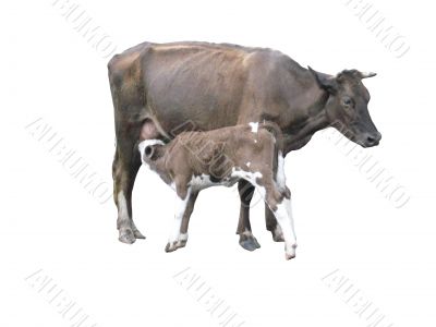 grey cow with calf