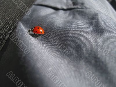 Ladybug walking on the jeans. Summertime outdoor