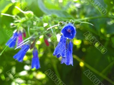 Blue flowers blooming in the meadow in summertime