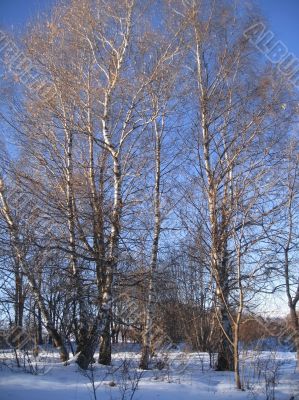 White birches in the row and morning winter wood