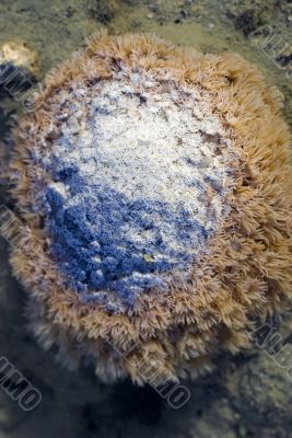 boulder coral