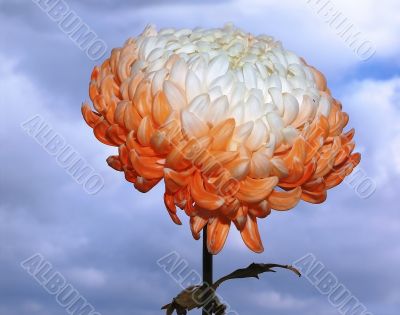 white-pink chrysanthemum