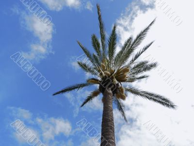 Palm with Blue Sky