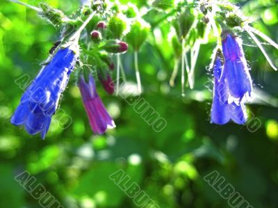 Blue flowers blooming in the meadow in summertime