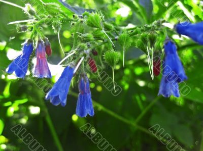 Blue flowers blooming in the meadow in summertime