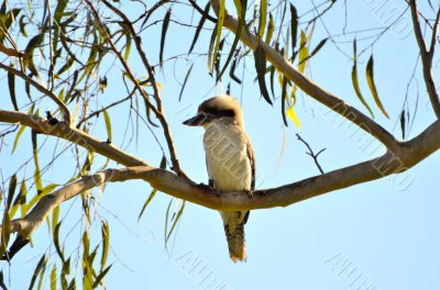 Kookaburra