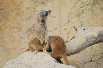 suricates