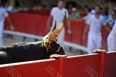 horns of bull