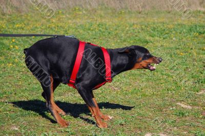 dangerous doberman