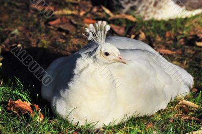 white Peafowl