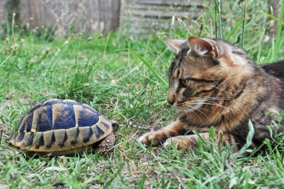 Tortoise and cat Tortoise and cat