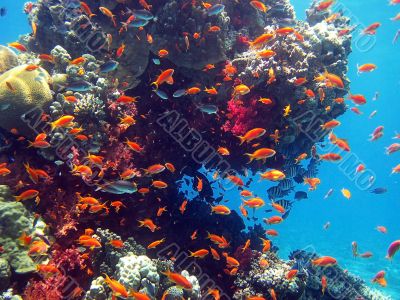 coral fish