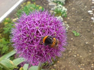 Bumblebee on the violet flower. Spring nature