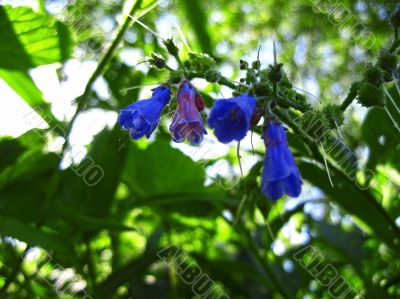 Blue flowers blooming in the meadow summertime