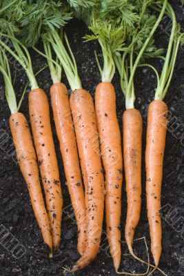 Fresh harvested carrots