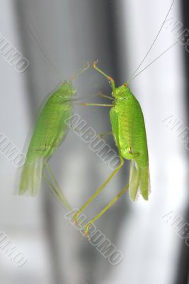 grasshopper sitting on the window