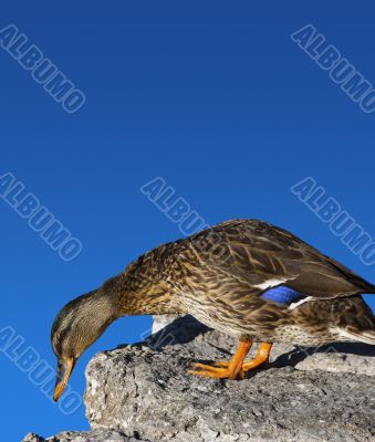 Female Mallard Duck