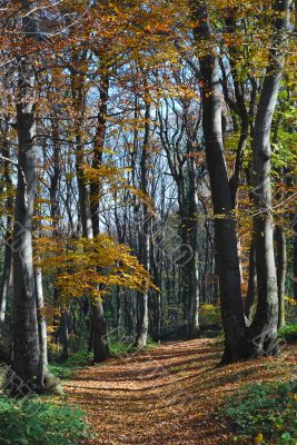 Autumn forest path