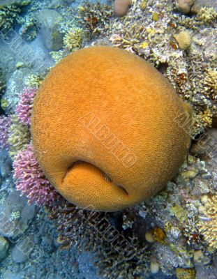 Coral smiley