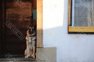 German Shepherd at the Door