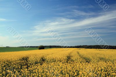 rural spring landscape