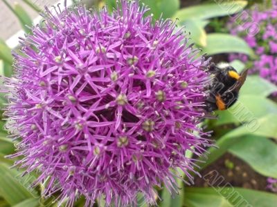 Bumblebee on the violet flower. Spring nature