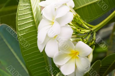 White Plumeria , frangipani  branch on green background.