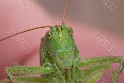 Curious grasshopper