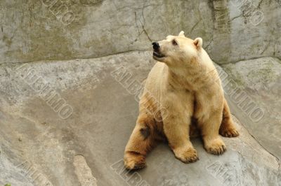 Polar bear