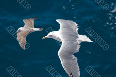 Seagulls in flight Seagulls in flight