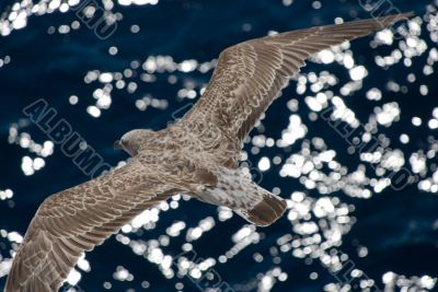 Gray seagull in flight