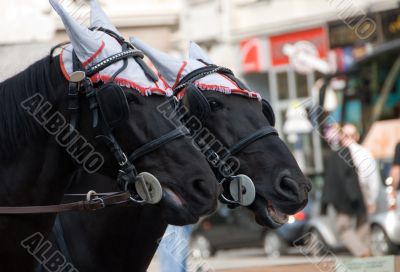 A pair of black horses