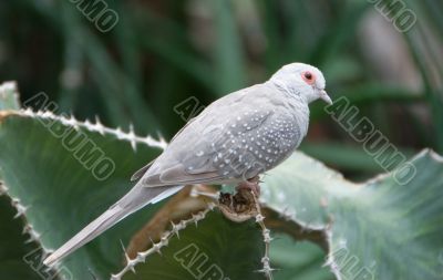 Desert dove