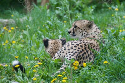 A pair of cheetahs