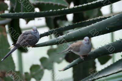 A pair of Desert doves