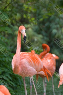 Pink flamingo