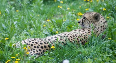 Resting cheetah - vienna zoo