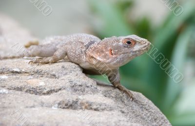 Little desert lizard